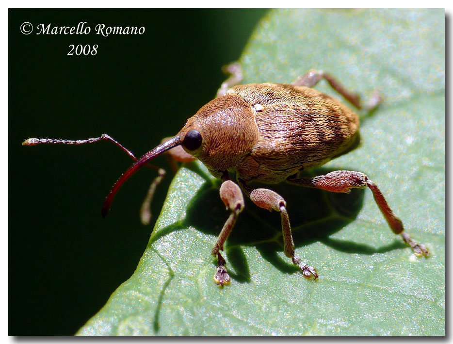 Curculio glandium (Curculionidae) dalle Madonie